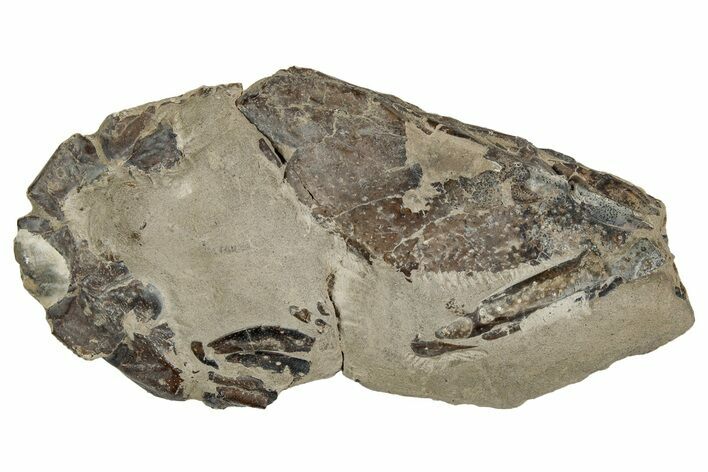 Fossil Lobster (Meyeria) - Cretaceous, Isle of Wight #242182